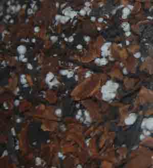 Orchid Bark Media, Cymbidiums