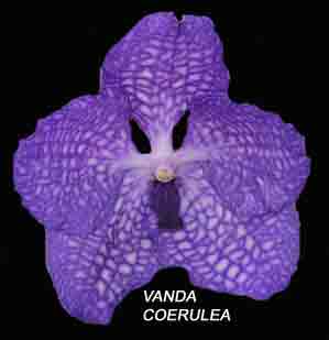 Vanda coerulea  890S