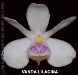 Vanda liacina  336S