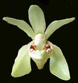 Vanda pumila   566S