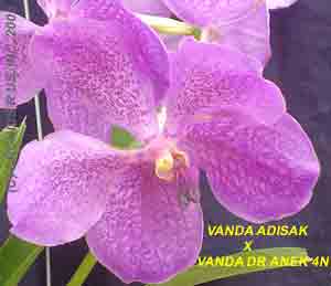 Vanda Kultana Fantasy
