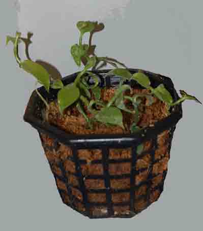 Vanilla planifolia Planter