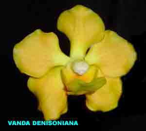 Vanda densoniana  316S