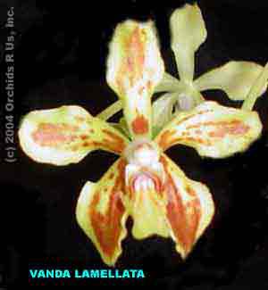 Vanda lamellata  094S