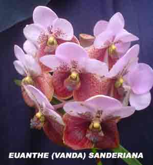 Euanthe (Vanda) sanderiana  756BA