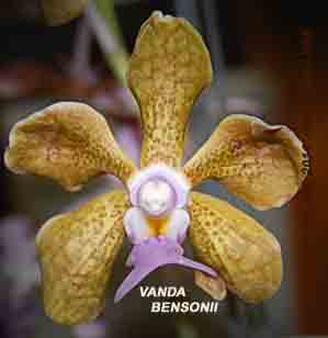 Vanda bensonii    319S
