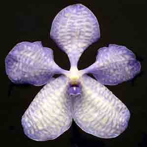 Vanda coerulea 890ss