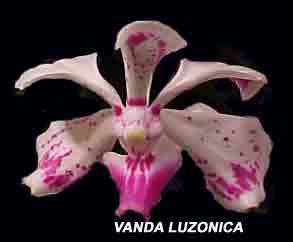 Vanda luzonica  303S