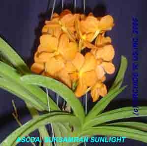 Ascda. Suksamran Sunlight  1152HJ POH