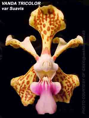 Vanda tricolor  var Suavis 544S