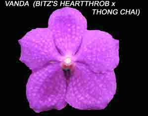 Vanda (Bitz's Heartthrob X Thongchai)  1610H