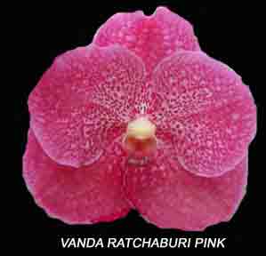 Vanda Ratchaburi Pink  1609H