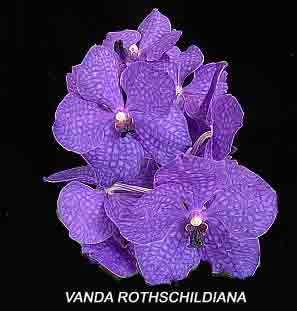 Vanda  Rothschildiana  630H