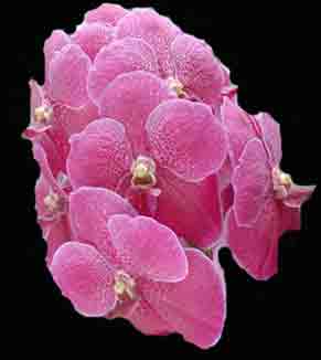 Vanda (Thongchai X Pimchai Beauty)  1604H