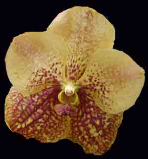 Vanda Pimchai Beauty