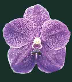 Vanda Robert's Delight 'Chai'