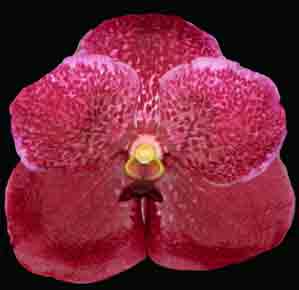 Vanda Roberts Delight 'Garnet Beauty' FCC/AOS