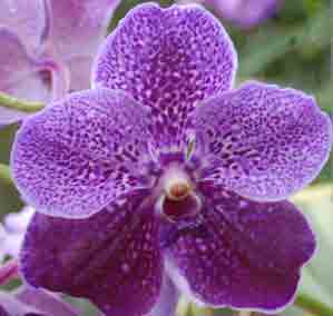 Vanda Robert's Delight 
