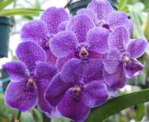 Vanda Robert's Delight 