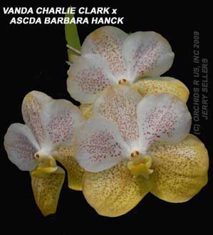 Vanda Charlie Clark <br />X Ascda Barbara Hanck