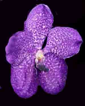 Vanda Fuchs Delight <br />