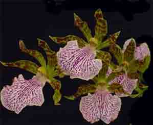 Zygopetalum mackayi
