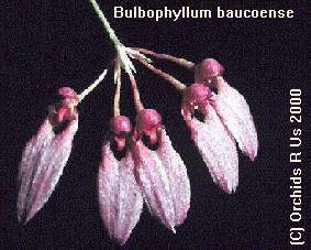 Photo of Bulbophyllum. baucoense, also known as Cirrhopetalum baucoense