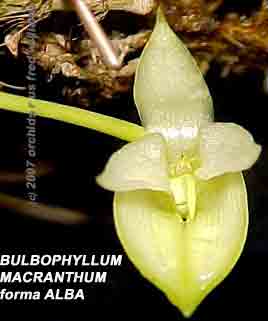 photo of Bulbophyllum macranthum the alba form